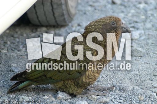 Kea (1 von 19).jpg